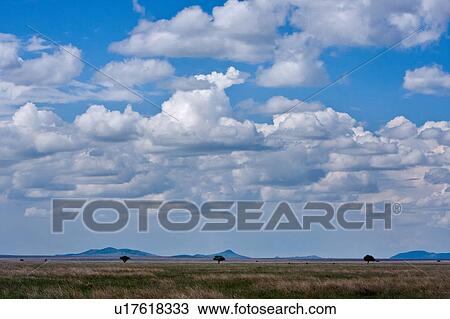 Stock Image - afternoon, Central, Tanzania, Serengeti, National Park, beauty, Africa. Fotosearch