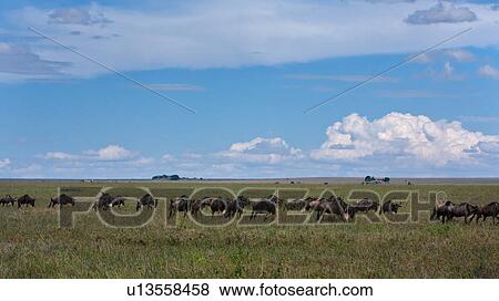 Stock Photo - afternoon, Central, Tanzania, Serengeti, National Park, animal, Africa. Fotosearch