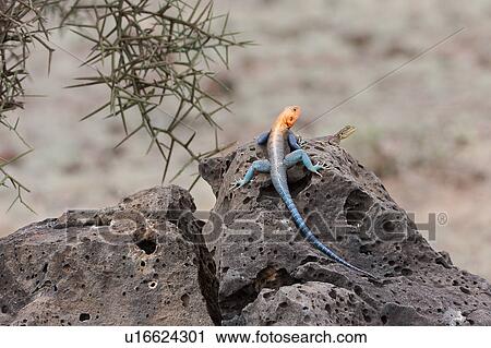 Stock Image - agama, African, Kenya, Amboseli, Agama lizard, animal, Africa. Fotosearch