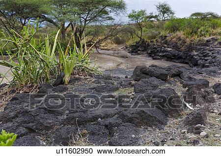 ancient, Central, Tanzania, Olduvai, Gorge, archeological, Africa View Large Photo Image Stock Image - ancient, Central, Tanzania, Olduvai, Gorge, archeological, Africa. Fotosearch