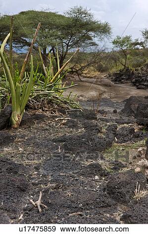 Stock Photo - ancient, Central, Tanzania, Olduvai, Gorge, archeological, Africa. Fotosearch