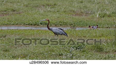 animal, African, Kenya, Goliath Heron, Amboseli, animals, Africa View Large Photo Image Stock Photograph - animal, African, Kenya, Goliath Heron, Amboseli, animals, Africa. Fotosearch