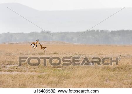 Stock Image - animal, African, Thomsons Gazelle, Kenya, Amboseli, animals, Africa. Fotosearch