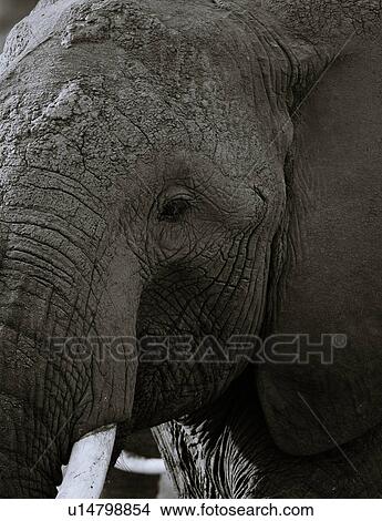 animals, African, animal, Kenya, Amboseli, Africa View Large Photo Image Picture - animals, African, animal, Kenya, Amboseli, Africa. Fotosearch