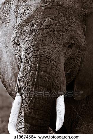 Picture - animals, African, animal, Kenya, Amboseli, Africa. Fotosearch