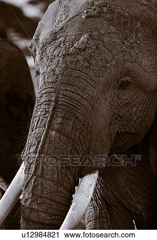 Stock Image - animals, African, animal, Kenya, Amboseli, Africa. Fotosearch