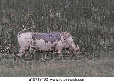animals, African, animal, Kenya, Amboseli, boar, Africa View Large Photo Image Stock Image - animals, African, animal, Kenya, Amboseli, boar, Africa. Fotosearch