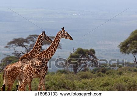 Stock Image - animals, African, animal, Kenya, Amboseli, brown, Africa. Fotosearch