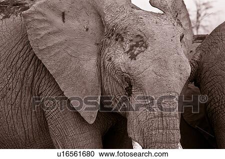 Stock Image - animals, African, animal, Kenya, Amboseli, Africa. Fotosearch