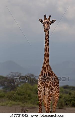 animals, African, animal, Kenya, Amboseli, brown, Africa View Large Photo Image Stock Image - animals, African, animal, Kenya, Amboseli, brown, Africa. Fotosearch