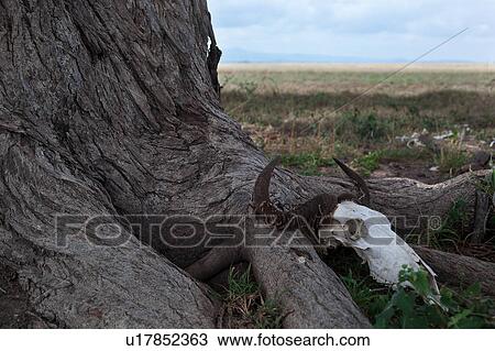 Stock Image - animals, African, animal, Kenya, Amboseli, bones, Africa. Fotosearch