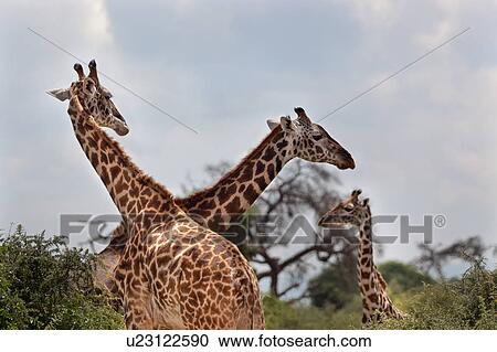 Stock Image - animals, African, animal, Kenya, Amboseli, brown, Africa. Fotosearch