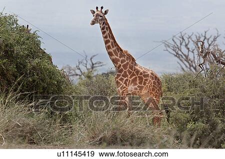 animals, African, animal, Kenya, Amboseli, brown, Africa View Large Photo Image Stock Photo - animals, African, animal, Kenya, Amboseli, brown, Africa. Fotosearch