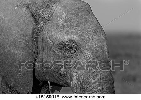 animals, African, animal, Kenya, Amboseli, Africa View Large Photo Image Stock Photo - animals, African, animal, Kenya, Amboseli, Africa. Fotosearch
