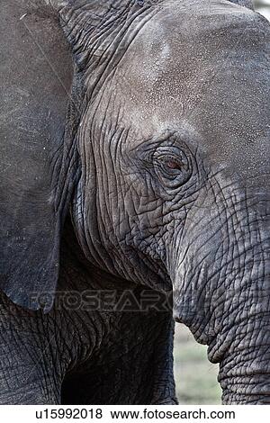 Stock Photo - animals, African, animal, Kenya, Amboseli, Africa. Fotosearch