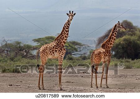 animals, African, animal, Kenya, Amboseli, brown, Africa View Large Photo Image Stock Photo - animals, African, animal, Kenya, Amboseli, brown, Africa. Fotosearch