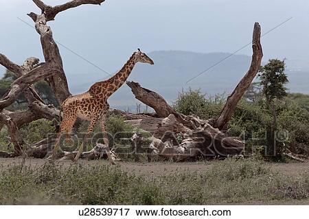 animals, African, animal, Kenya, Amboseli, brown, Africa View Large Photo Image Stock Photo - animals, African, animal, Kenya, Amboseli, brown, Africa. Fotosearch
