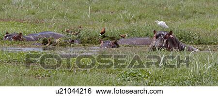 animals, African, animal, Kenya, Amboseli, bird, Africa View Large Photo Image Stock Photograph - animals, African, animal, Kenya, Amboseli, bird, Africa. Fotosearch