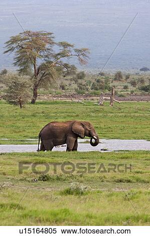 animals, African, animal, Kenya, Amboseli, brown, Africa View Large Photo Image Stock Photography - animals, African, animal, Kenya, Amboseli, brown, Africa. Fotosearch