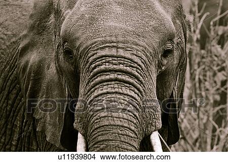 Picture - animals, Central, animal, Tarangire, Tanzania, Africa. Fotosearch