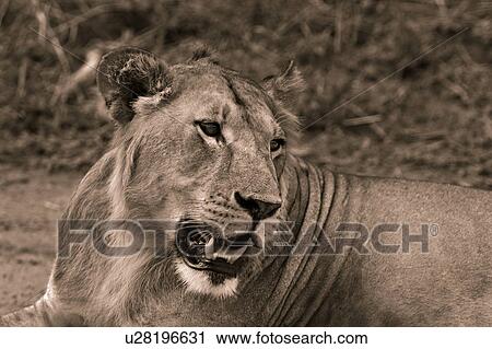 Stock Image - animals, Central, animal, Tarangire, Tanzania, Africa. Fotosearch