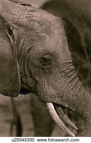 animals, Central, animal, Tarangire, Tanzania, black, Africa View Large Photo Image Stock Image - animals, Central, animal, Tarangire, Tanzania, black, Africa. Fotosearch