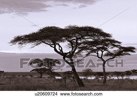 Picture - annual, Central, Tanzania, Serengeti, National Park, blue, Africa. Fotosearch