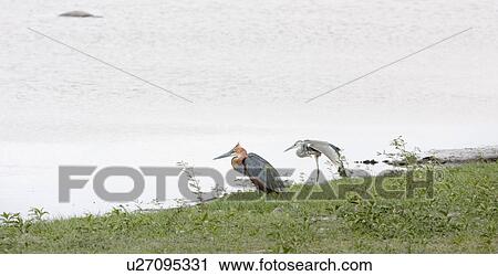 bank, African, Kenya, Goliath Heron, Amboseli, bird, Africa View Large Photo Image Stock Image - bank, African, Kenya, Goliath Heron, Amboseli, bird, Africa. Fotosearch