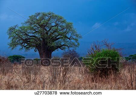 Stock Photo - baobab, Central, afternoon, Tarangire, Tanzania, blue, Africa. Fotosearch
