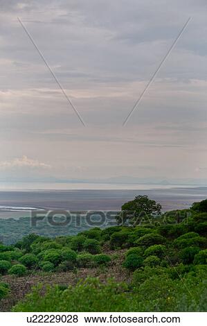 Stock Photo - baobab, Central, Tanzania, Manyara, Lake Manyara, beauty, Africa. Fotosearch