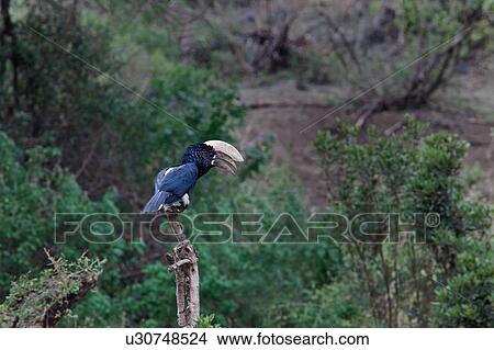 beak, Central, Tanzania, Manyara, Hornbill, bird, Africa View Large Photo Image Picture - beak, Central, Tanzania, Manyara, Hornbill, bird, Africa. Fotosearch