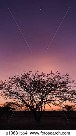Picture - beauty, African, acacia, Lewa Downs, Kenya, colorful, Africa. Fotosearch