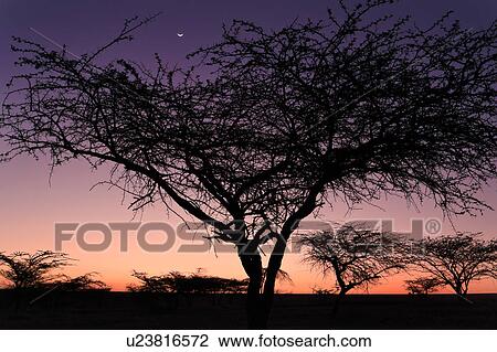 Stock Image - beauty, African, acacia, Lewa Downs, Kenya, blue, Africa. Fotosearch