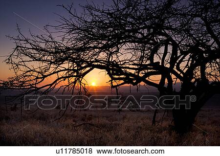 Stock Photo - beauty, African, acacia, Lewa Downs, Kenya, blue, Africa. Fotosearch