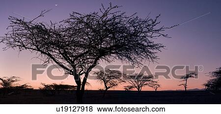 beauty, African, acacia, Lewa Downs, Kenya, blue, Africa View Large Photo Image Stock Photo - beauty, African, acacia, Lewa Downs, Kenya, blue, Africa. Fotosearch