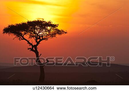 beauty, African, acacia, Masai Mara, Kenya, blue, Africa View Large Photo Image Picture - beauty, African, acacia, Masai Mara, Kenya, blue, Africa. Fotosearch
