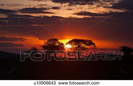 Stock Image - beauty, African, acacia, Masai Mara, Kenya, blue, Africa. Fotosearch