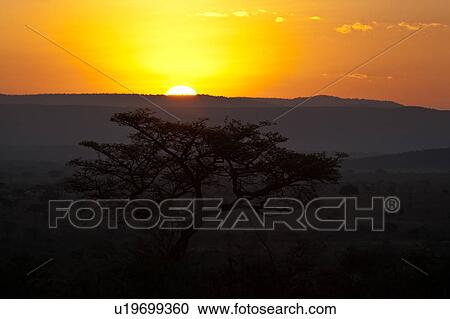 beauty, African, acacia, Masai Mara, Kenya, colorful, Africa View Large Photo Image Stock Image - beauty, African, acacia, Masai Mara, Kenya, colorful, Africa. Fotosearch