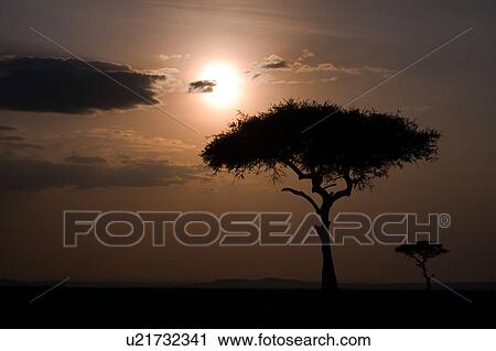 Stock Image - beauty, African, acacia, Masai Mara, Kenya, blue, Africa. Fotosearch