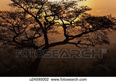 beauty, African, acacia, Masai Mara, Kenya, colorful, Africa View Large Photo Image Stock Image - beauty, African, acacia, Masai Mara, Kenya, colorful, Africa. Fotosearch