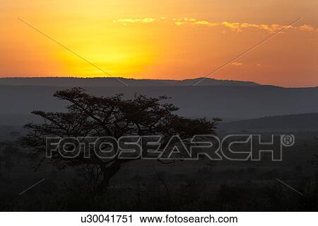 beauty, African, acacia, Masai Mara, Kenya, colorful, Africa View Large Photo Image Stock Image - beauty, African, acacia, Masai Mara, Kenya, colorful, Africa. Fotosearch
