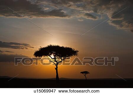 Stock Photo - beauty, African, acacia, Masai Mara, Kenya, blue, Africa. Fotosearch