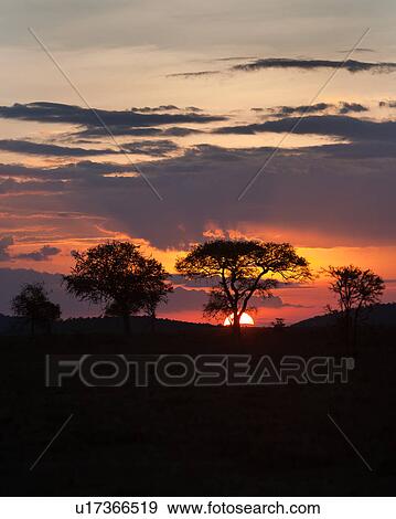 Stock Photo - beauty, African, acacia, Masai Mara, Kenya, blue, Africa. Fotosearch