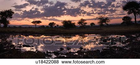 Stock Photo - beauty, African, acacia, Masai Mara, Kenya, colorful, Africa. Fotosearch