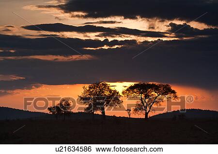 beauty, African, acacia, Masai Mara, Kenya, blue, Africa View Large Photo Image Stock Photograph - beauty, African, acacia, Masai Mara, Kenya, blue, Africa. Fotosearch