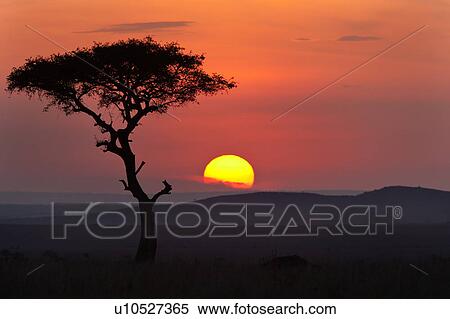 Stock Photography - beauty, African, acacia, Masai Mara, Kenya, blue, Africa. Fotosearch