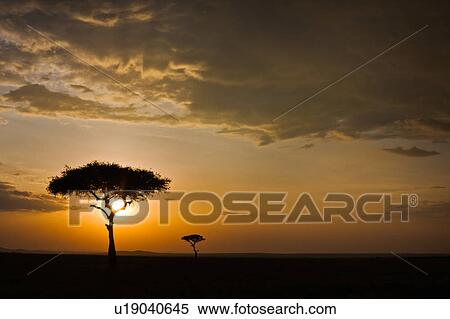 Stock Photography - beauty, African, acacia, Masai Mara, Kenya, blue, Africa. Fotosearch