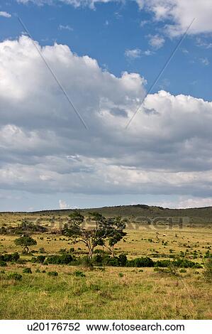 beauty, African, afternoon, Masai Mara, Kenya, clouds, Africa View Large Photo Image Stock Image - beauty, African, afternoon, Masai Mara, Kenya, clouds, Africa. Fotosearch