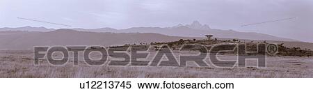 Stock Photography - beauty, African, Mount Kenya, Lewa Downs, Kenya, black, Africa. Fotosearch