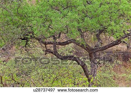 Stock Photo - beauty, Central, acacia, Tarangire, Tanzania, destination, Africa. Fotosearch